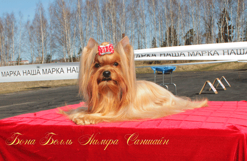 выставки русская салонная собака