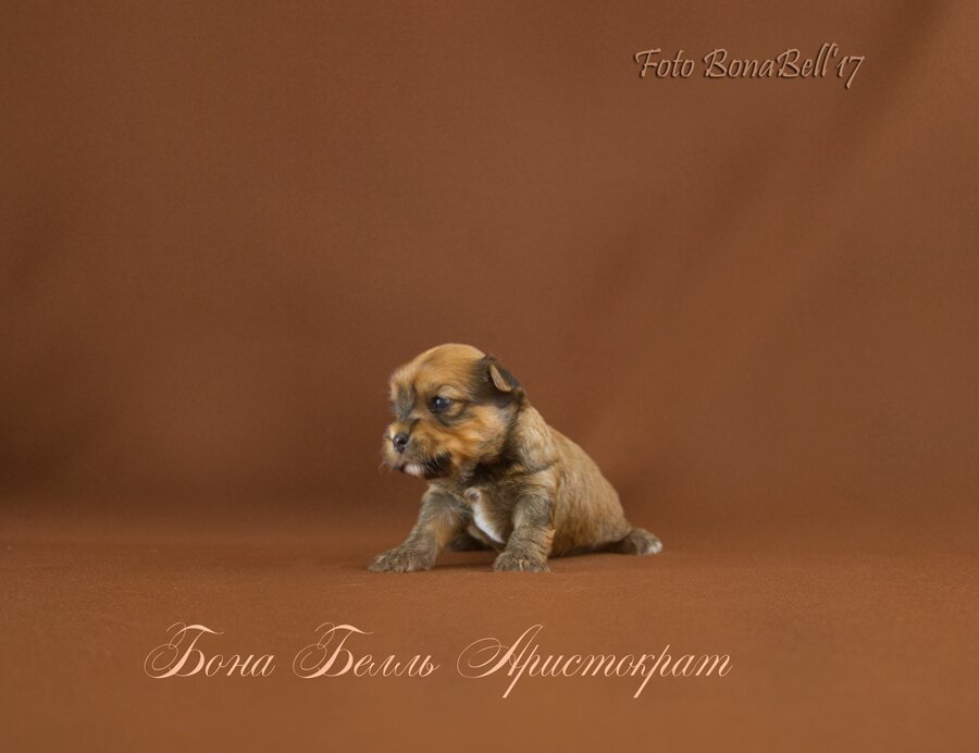 русская салонная собака