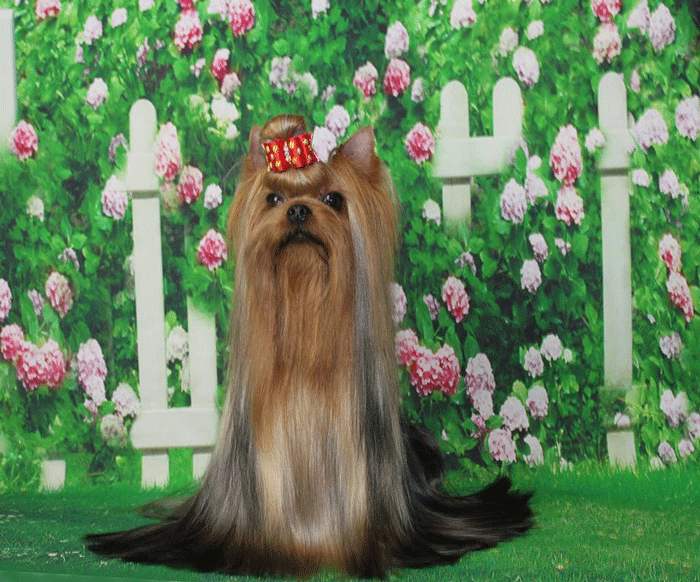 русская салонная собака щенки
