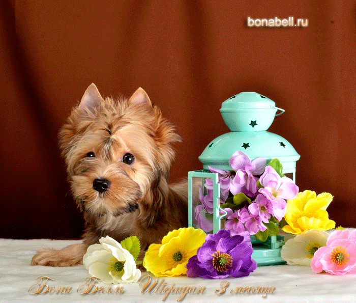 русская салонная собака фото