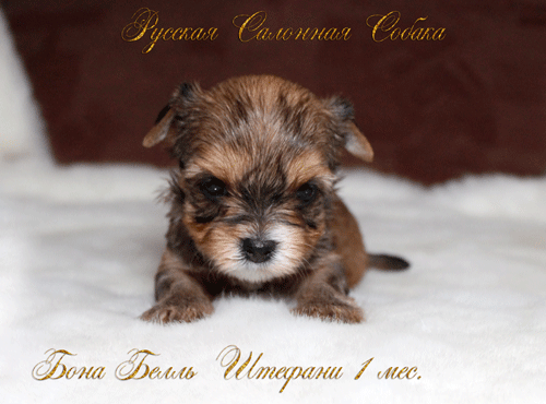 русская салонная собака фото