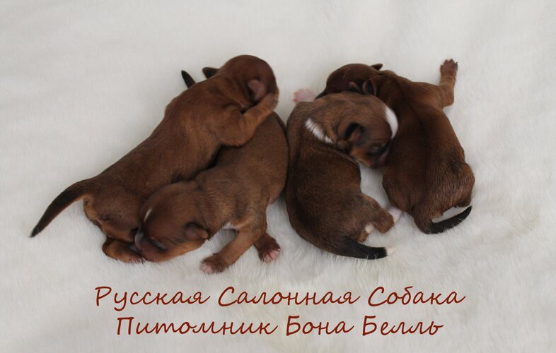 щенки русской салонной собаки