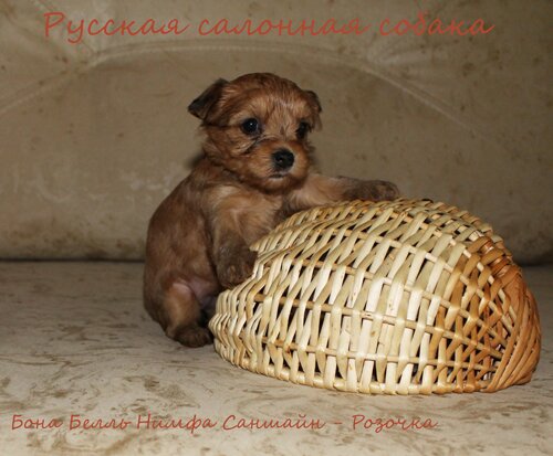 щенки русская салонная собака