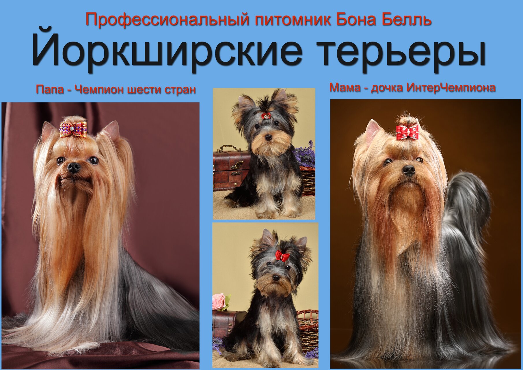 русская салонная собака купить